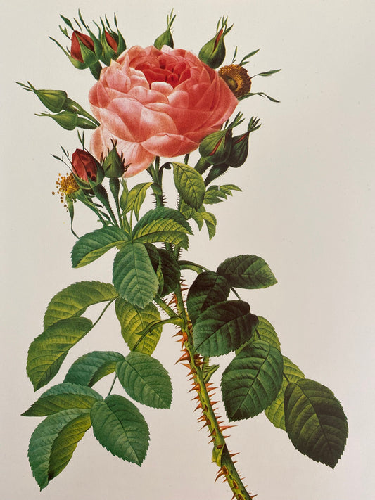 Trio Planches Roses Redouté