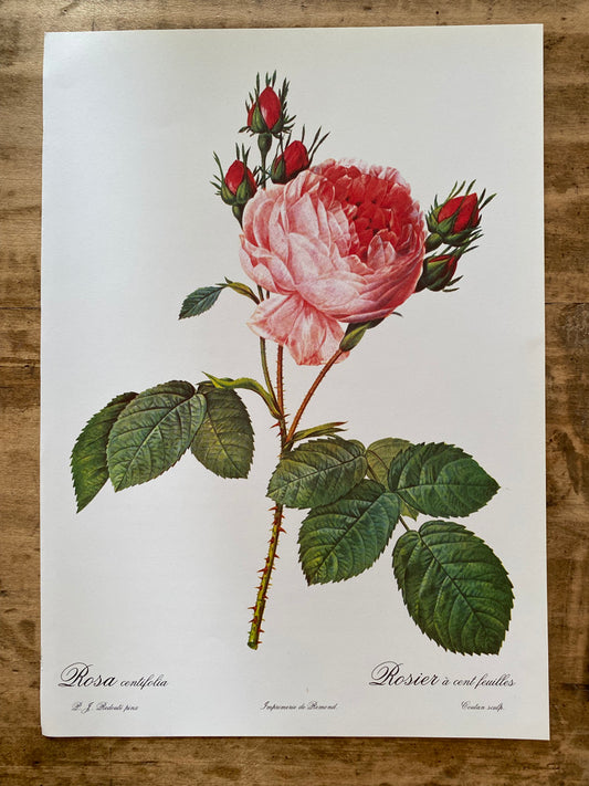 Trio Planches Roses Redouté