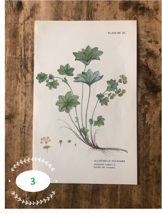 Trio Planches d'herbier Recto Verso
