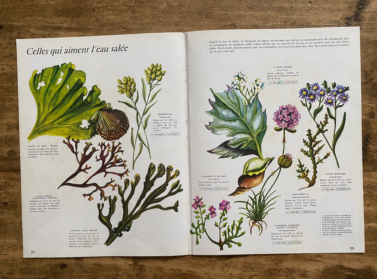 Planche - celles qui aiment l'eau salée