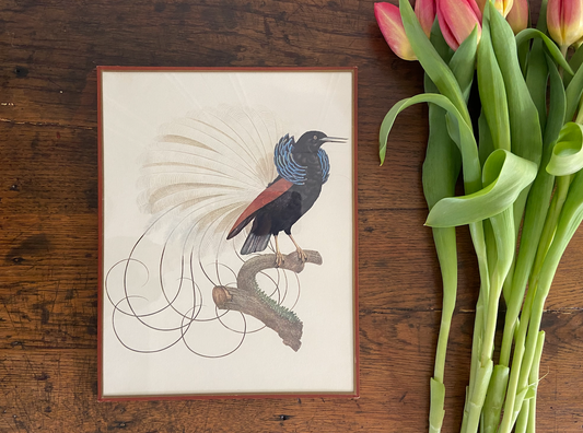 Duo de cadres - oiseaux (2)