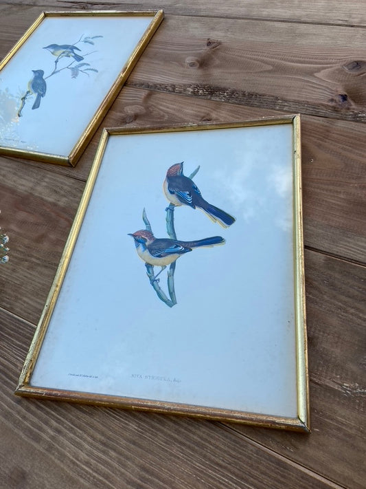 Paire d’anciens Oiseaux