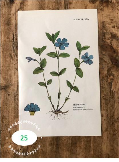 Trio Planches d'herbier Recto Verso