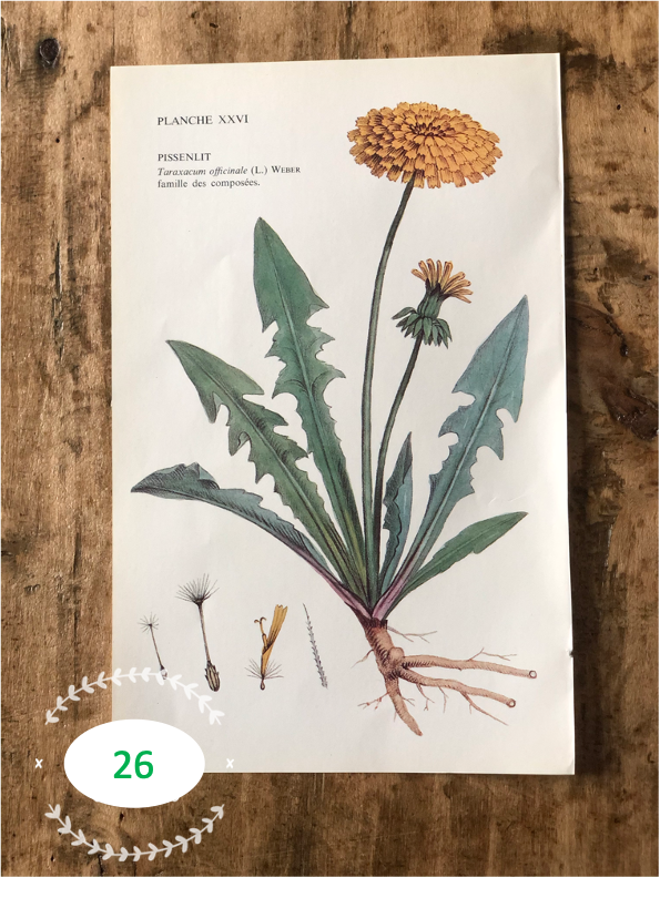 Trio Planches d'herbier Recto Verso