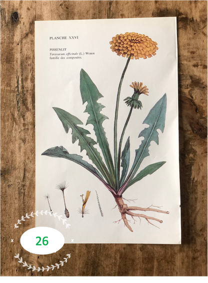 Trio Planches d'herbier Recto Verso