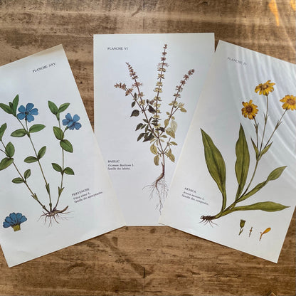 Trio Planches d'herbier Recto Verso