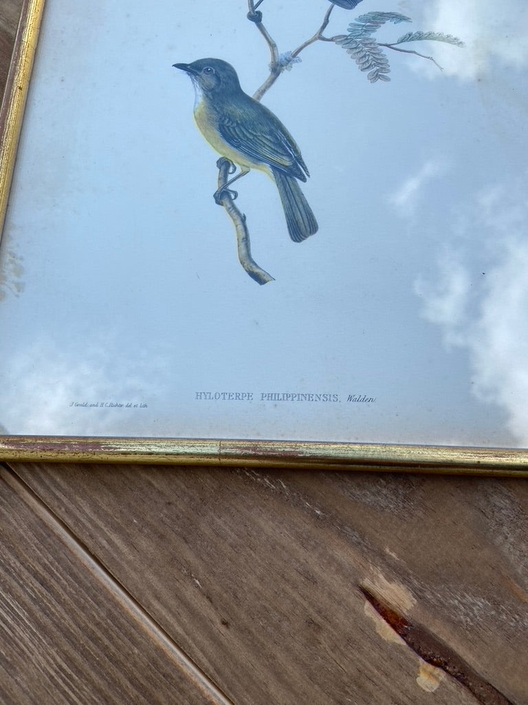 Paire d’anciens Oiseaux