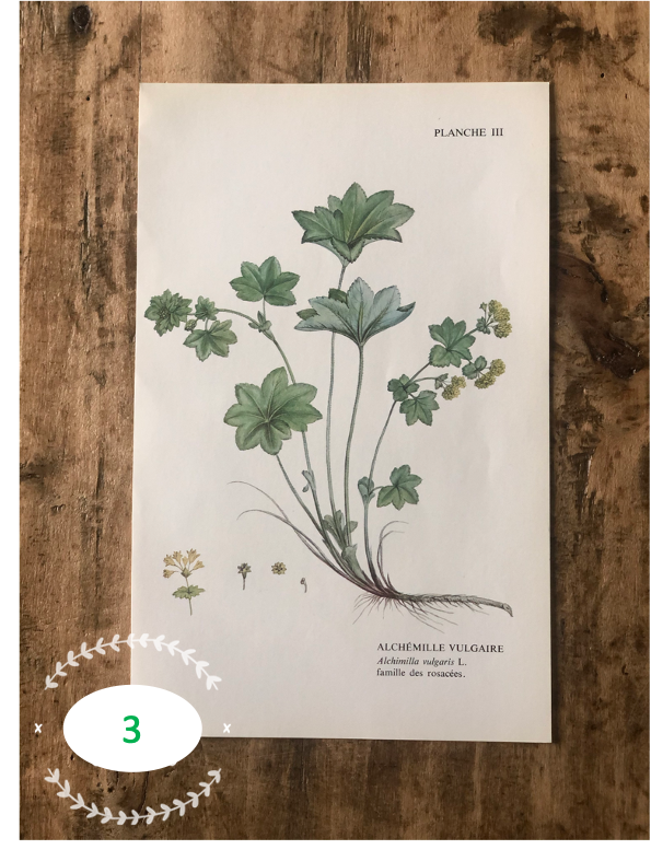 Trio Planches d'herbier Recto Verso