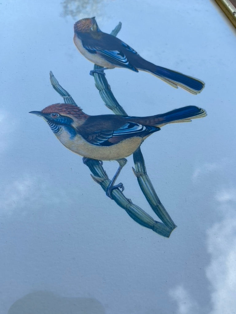 Paire d’anciens Oiseaux