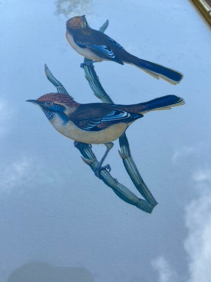 Paire d’anciens Oiseaux