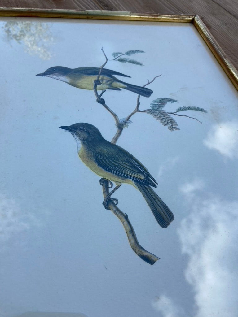 Paire d’anciens Oiseaux