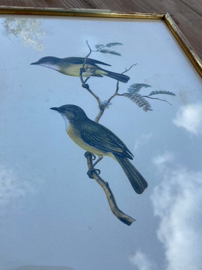 Paire d’anciens Oiseaux