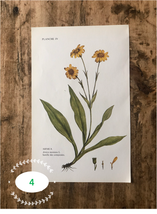 Trio Planches d'herbier Recto Verso