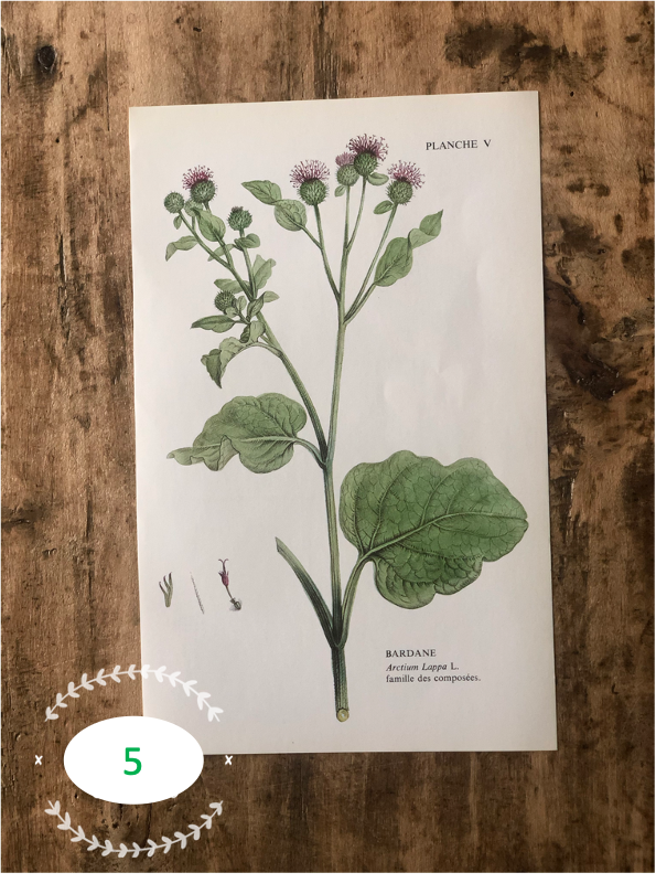 Trio Planches d'herbier Recto Verso