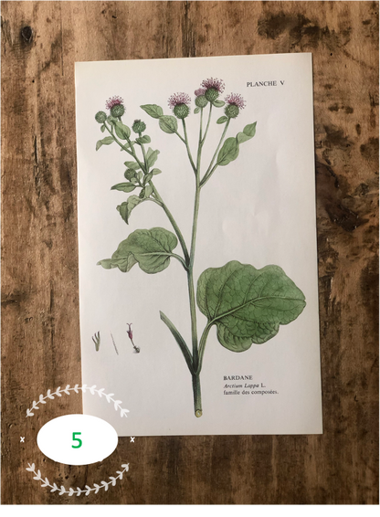 Trio Planches d'herbier Recto Verso