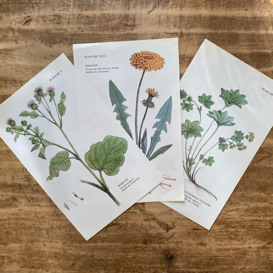 Trio Planches d'herbier Recto Verso