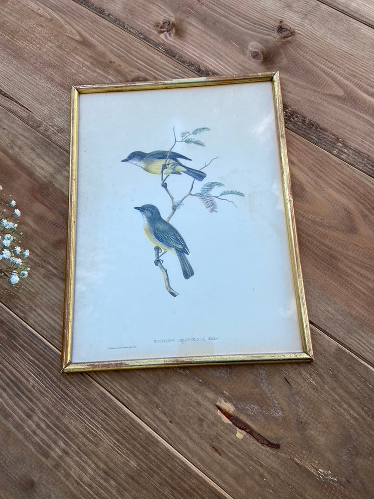 Paire d’anciens Oiseaux