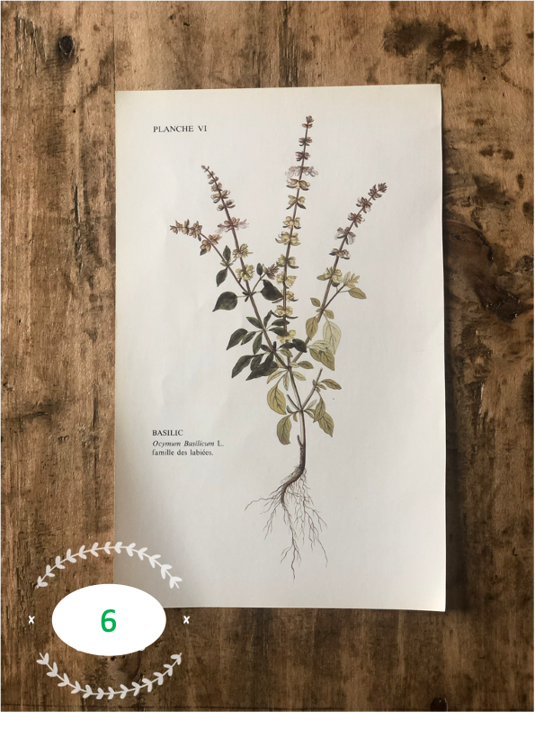 Trio Planches d'herbier Recto Verso