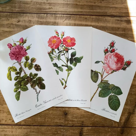 Trio Planches Roses Redouté