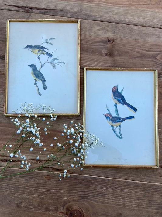 Paire d’anciens Oiseaux