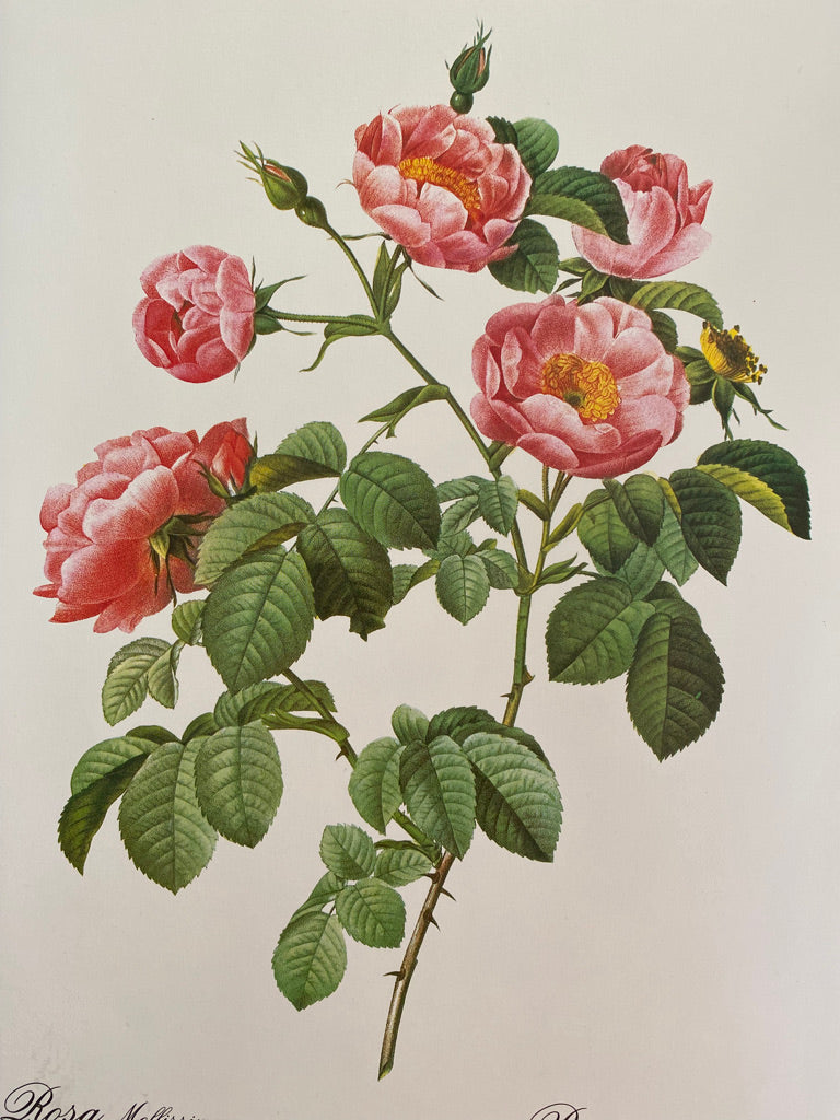 Trio Planches Roses Redouté