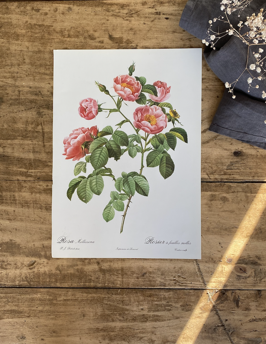 Trio Planches Roses Redouté