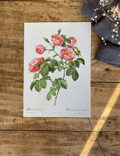 Trio Planches Roses Redouté