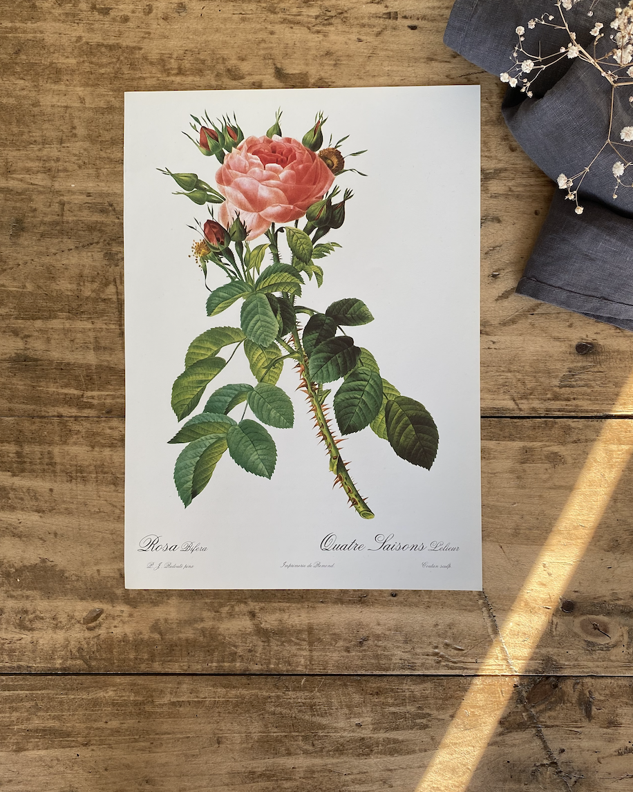 Trio Planches Roses Redouté