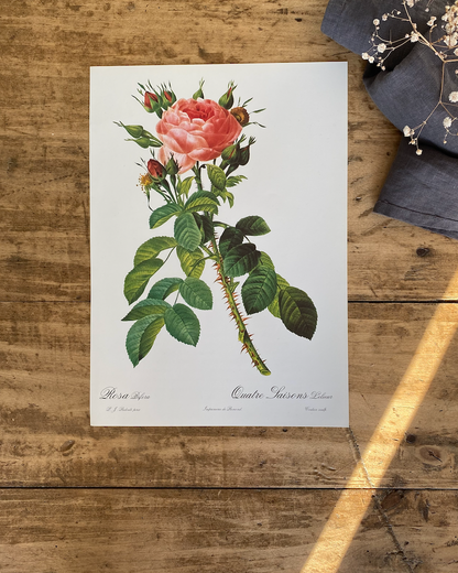 Trio Planches Roses Redouté