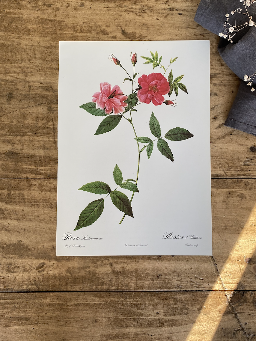 Trio Planches Roses Redouté