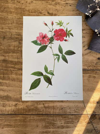 Trio Planches Roses Redouté