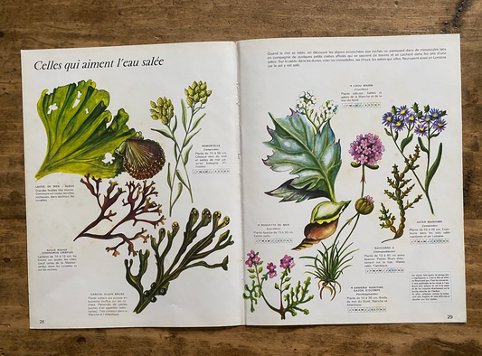 Planche - celles qui aiment l'eau salée