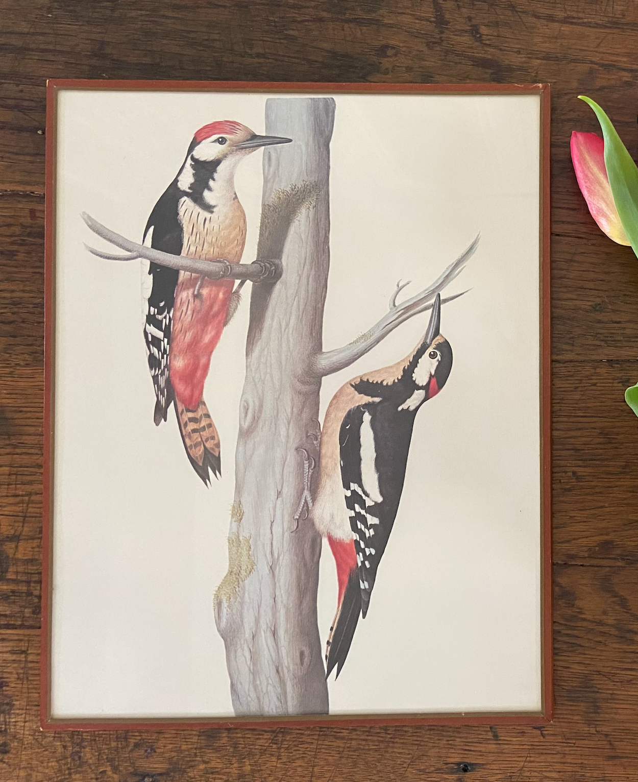 Duo de cadres - oiseaux