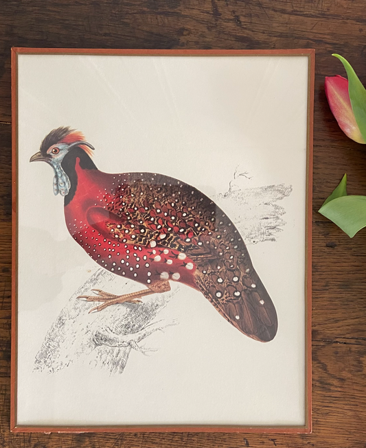 Duo de cadres - oiseaux