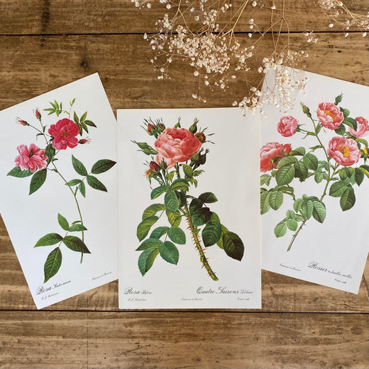 Trio Planches Roses Redouté