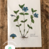 HERBIER
