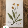HERBIER