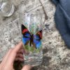 verres vintage papillon