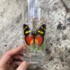 verres vintage papillon