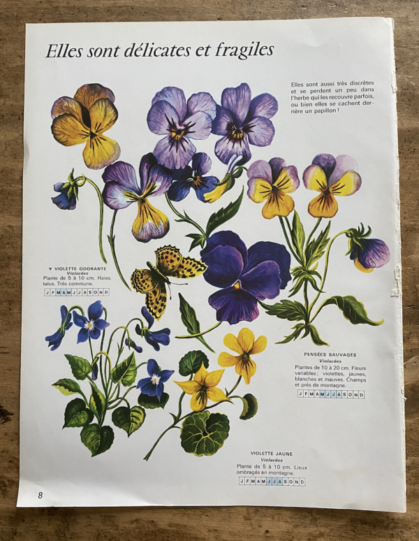 planche herbier fleurs