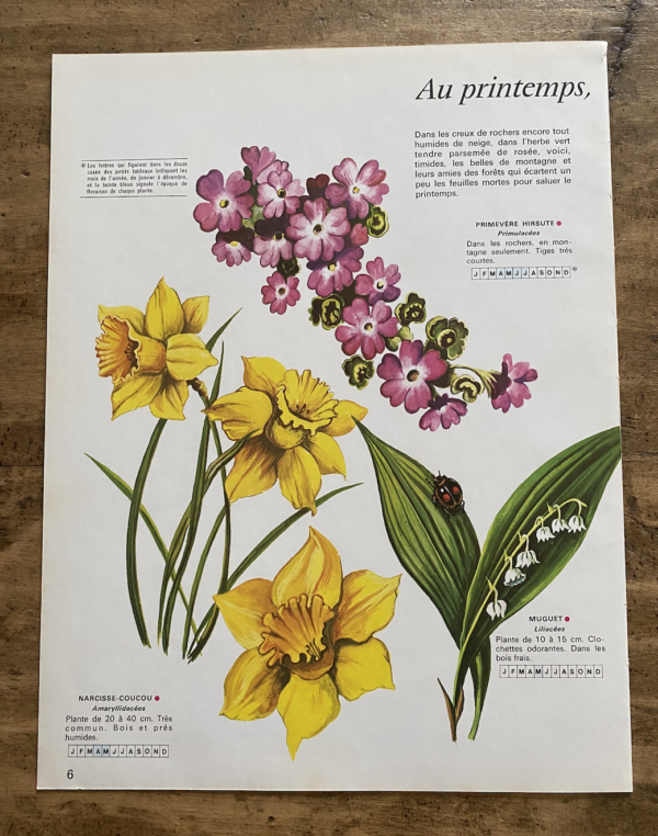 planche herbier fleurs